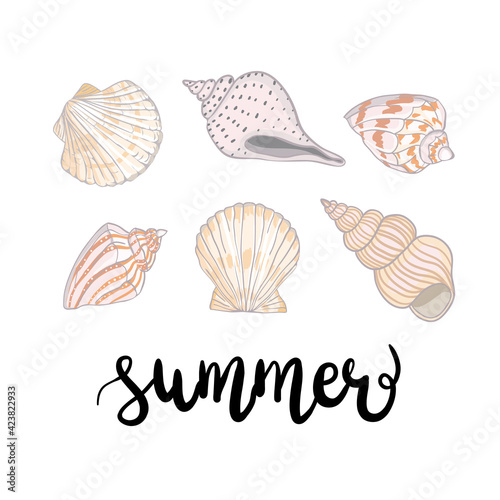 Hand drawn vector illustrations - collection of seashells. Marine set.