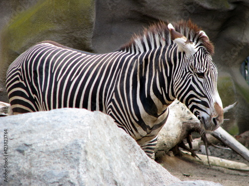 zebra eating grass