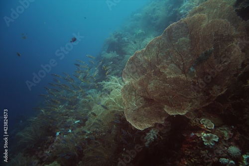 Large sea fan coral