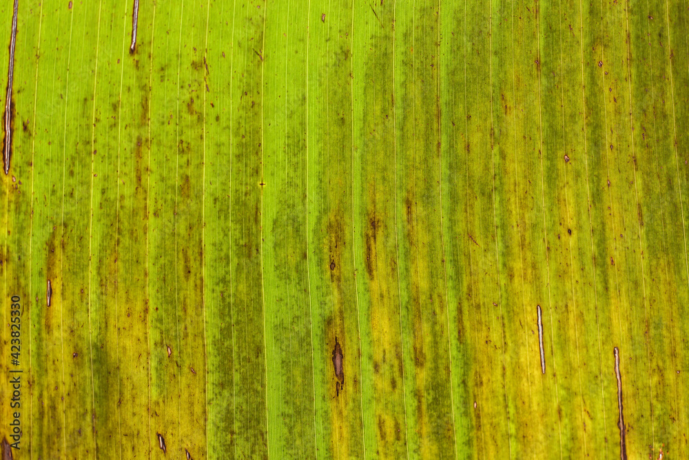 Yellow green background of banana leaf. Horizontal image Yellow green background of banana leaf. Horizontal image