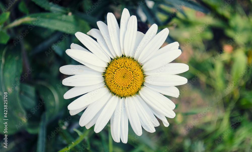 Fototapeta premium single flowers with petals on natural background
