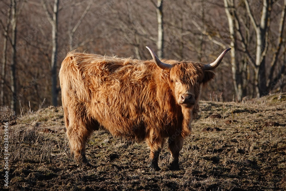 
 Scottish highland cow on spring pastures.