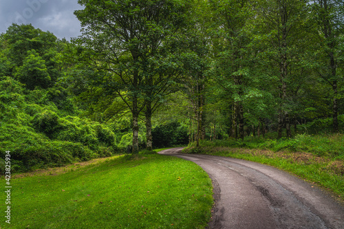 Winding road leading trough green vivid forest to old ruins of Muckross Abbey, Killarney, Ring of Kerry, Ireland