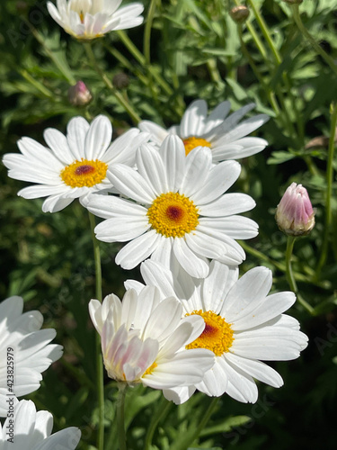 Close up photo of daisies, white and yellow in the a local garden.  © Kara