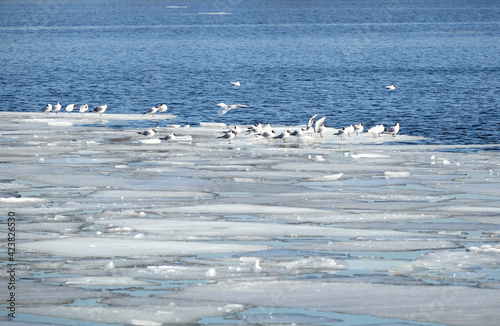 Lot of  wild seagulls sit on an ice floes floating in cold blue open water in bright sunny spring day horizontal view