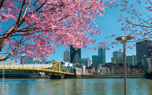 cherry blossom in the spring