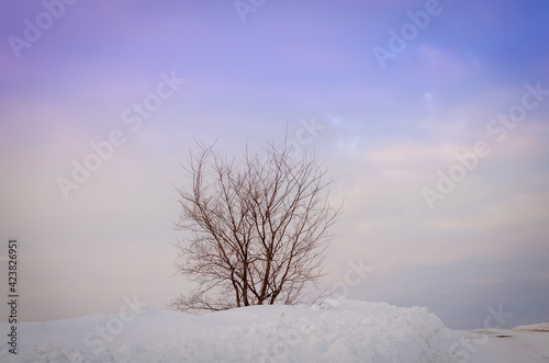 Tree, snowy road and sunset.