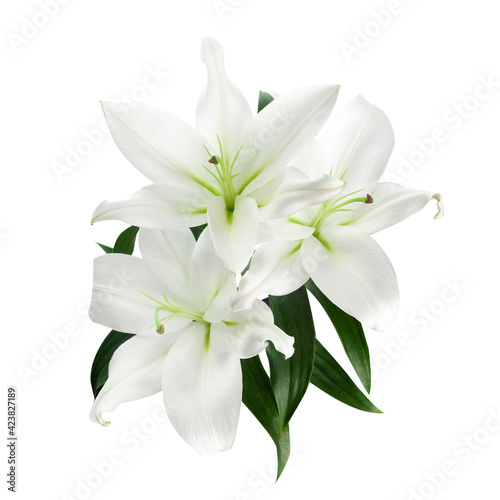 Beautiful white lily isolated on white background. © vetre