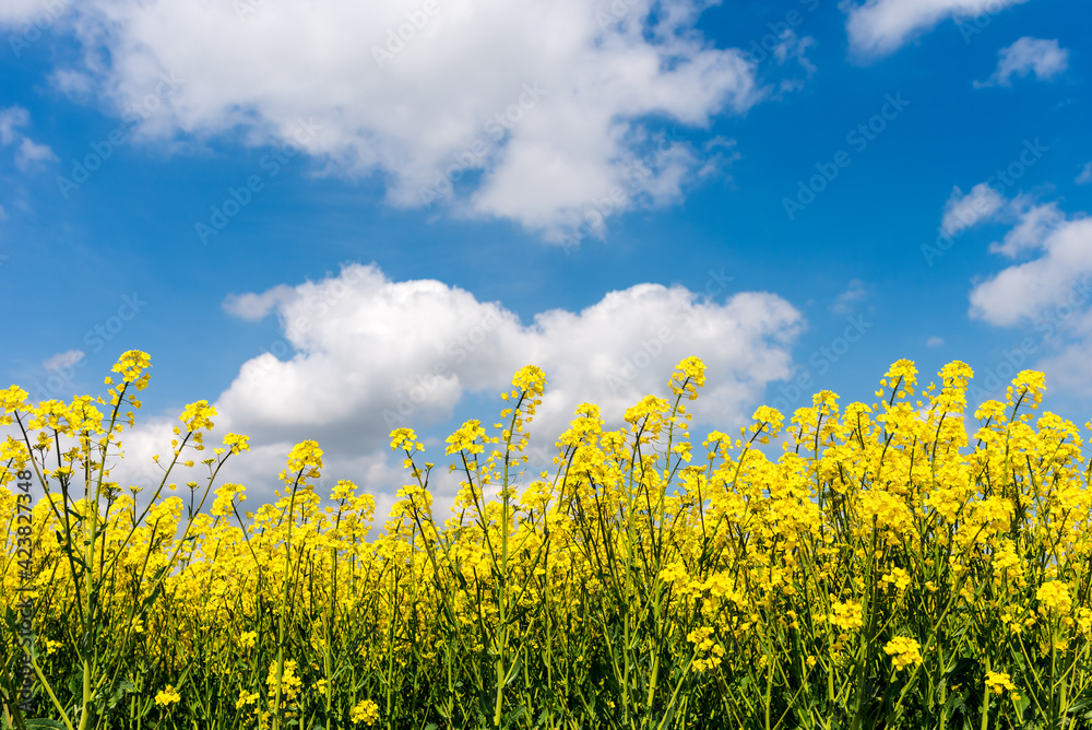 Field of rapeseed with beautiful blue sky with summer cumulus clouds in Lithuania. Field of rapeseed with beautiful blue sky with summer cumulus clouds in Lithuania.