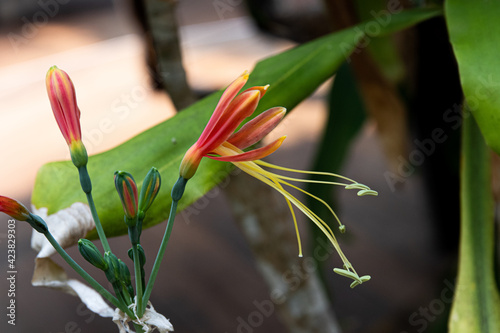 Close up Blooming Red Eucrosia Bicolor  Flowers photo