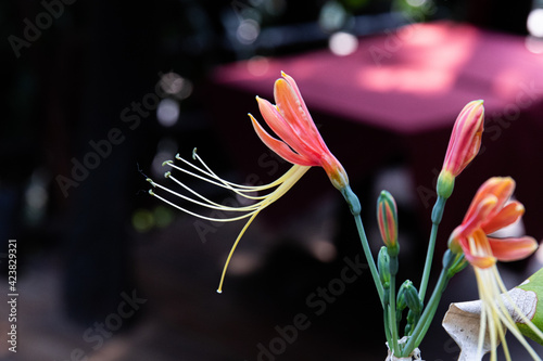 Close up Blooming Red Eucrosia Bicolor  Flowers photo