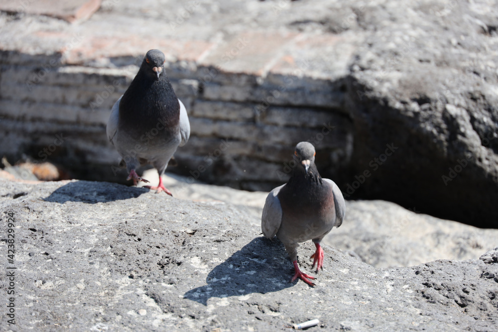 Fototapeta premium Gli uccelli di mare