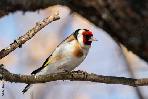 European goldfinch carduelis carduelis sitting on branch of tree. Cute little bright colorful songbird in wildlife.