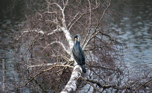 Great cormorant (Phalacrocorax carb) resting on a tree by the lake.
