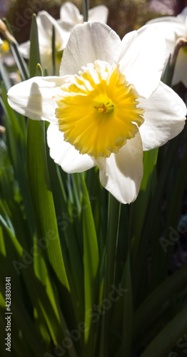 Spring Daffodil