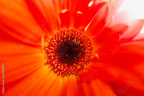 Beautiful bright orange gerbera floral background with blurring around margins