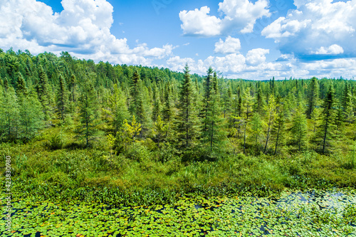Northern Wisconsin Forest, water, lillypads