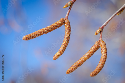 Alder earrings on branches in spring.
