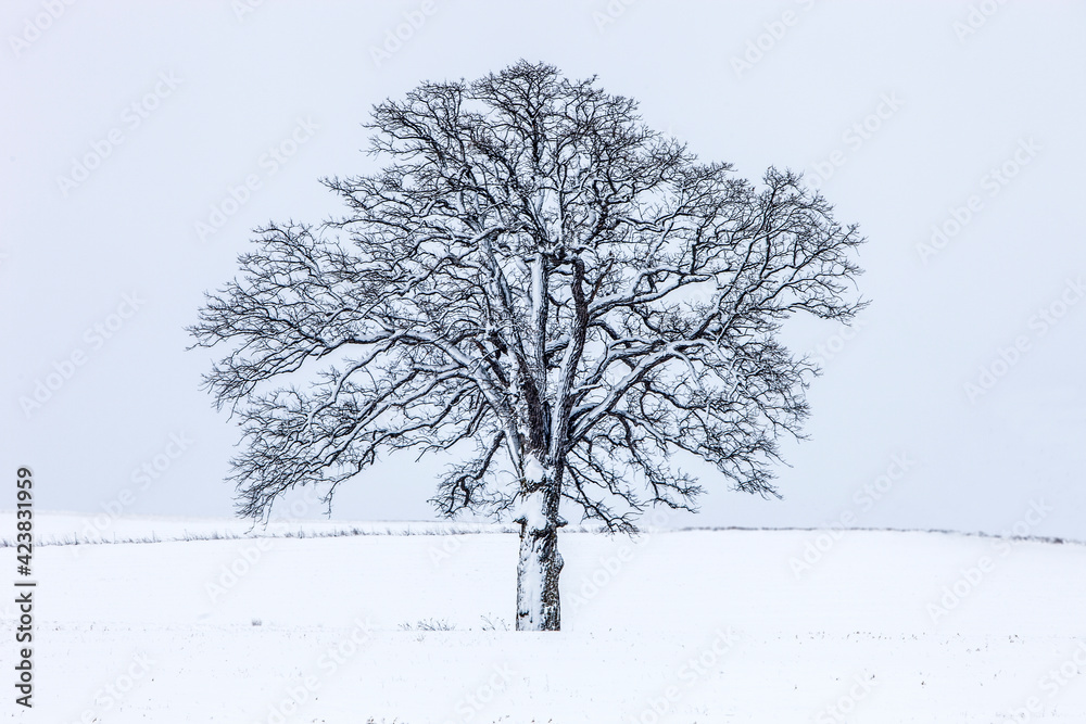 Fototapeta premium Solo tree in winter