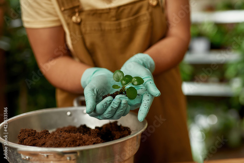 Photography Close up of hands of young woman wearing protective gloves holding green sprout