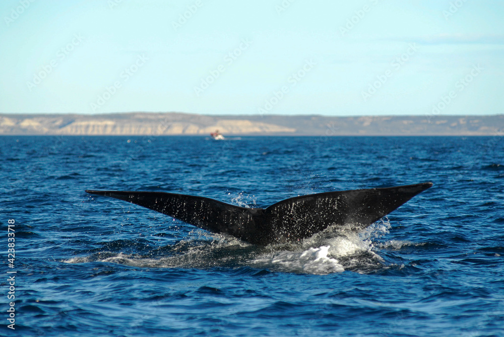 Fototapeta premium Sohutern right whale tail lobtailing, endangered species, Patagonia,Argentina