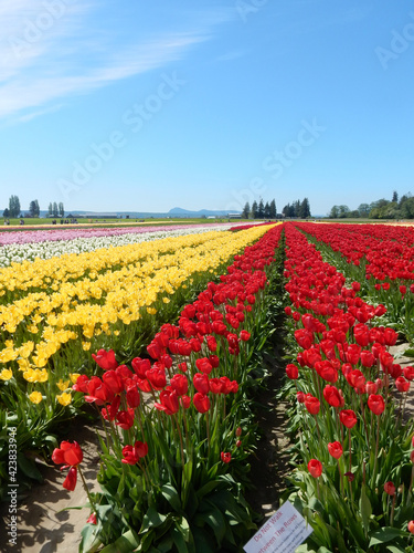 Wallpaper Mural Tulip Torontodigital.ca