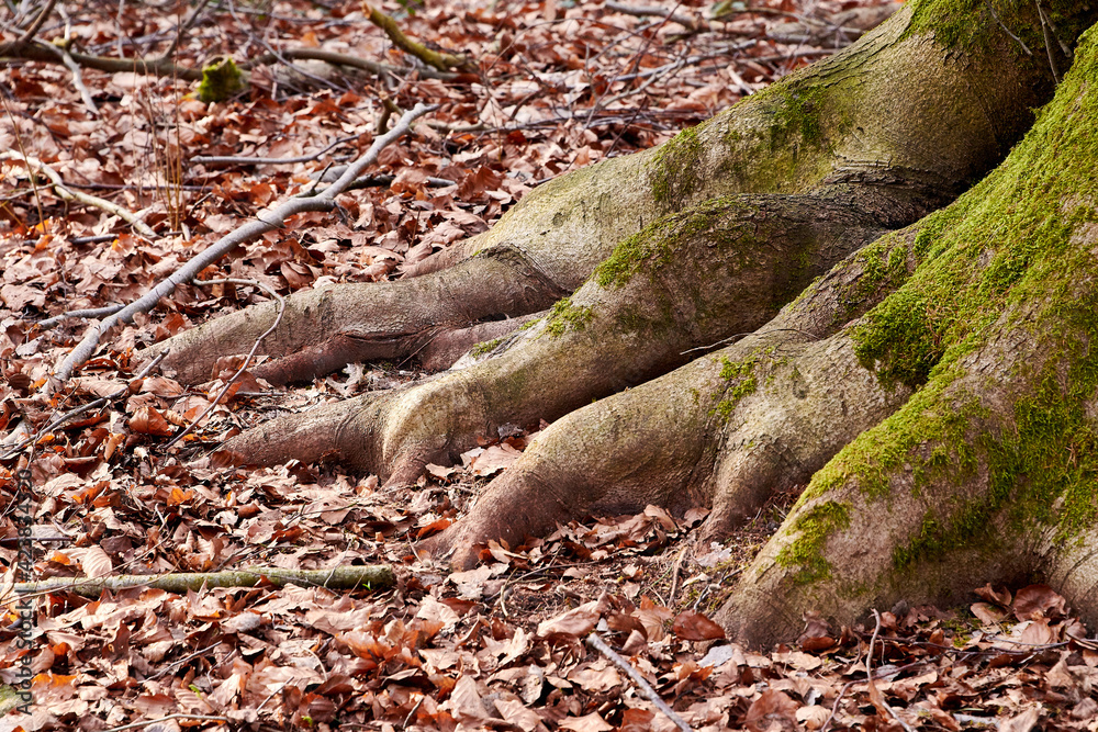 Fototapeta premium Parts of tree with mosses in forest