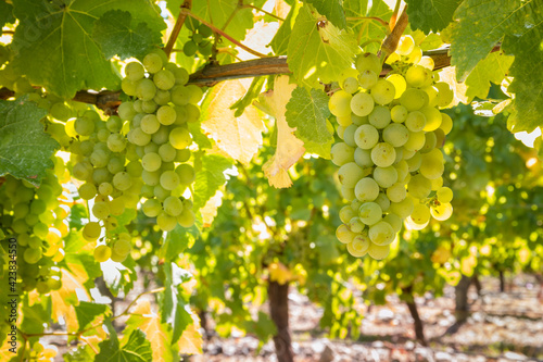 closeup of ripe Sauvignon Blanc grapes hanging on vine in vineyard at harvest time photo