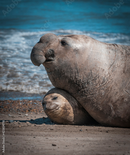 Elephant seal couple mating, Peninsula Valdes, Patagonia, Argentina