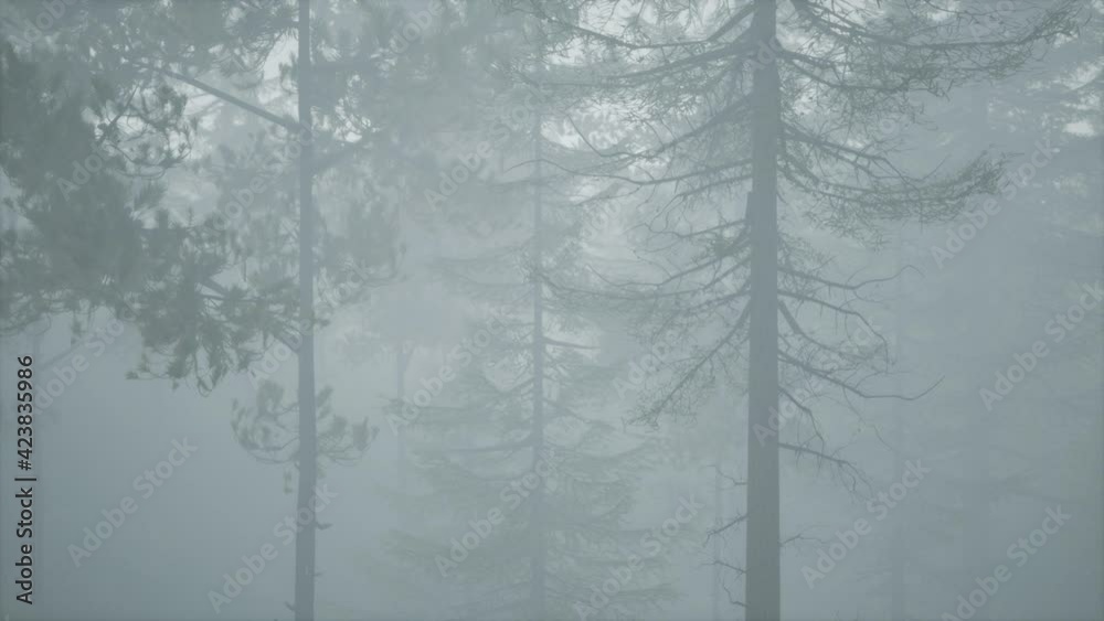 cloudy autumn day in the pine forest with fog cloudy autumn day in the pine forest with fog