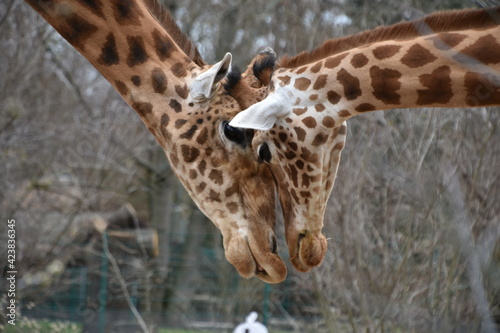 Canvas Print giraffe in the zoo