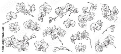 Set of isolated orchid. Orchids sketch. Hand drawn outline converted to vector. Isolated