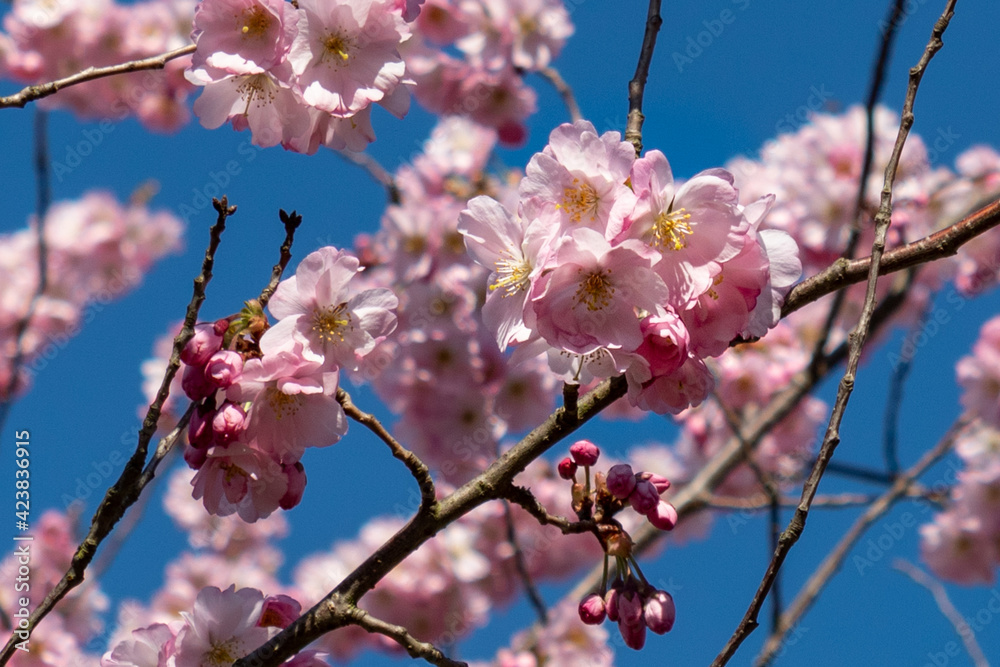 Fototapeta premium Pink cherry blossom against blue sky in spring