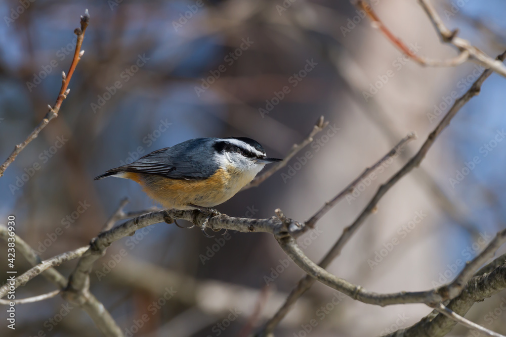 Red-breasted Nuthatch perched in a tree. Red-breasted Nuthatch perched in a tree.