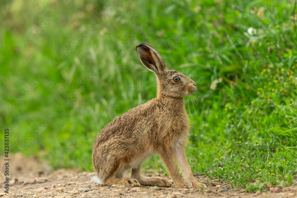 Fototapeta premium Close up of a sitting young brown hare or Leveret, facing right in natural farmland habitat, with lush green vegetation in Summer. Scientific name: Lepus Europaeus. Horizontal. Space for copy. 