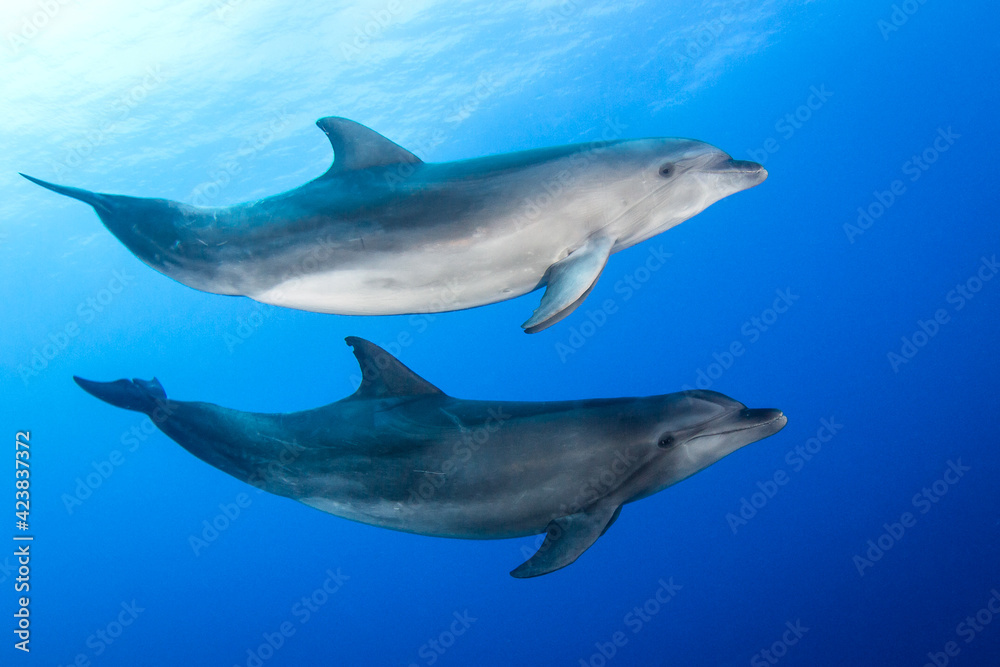 Fototapeta premium Dolphin underwater