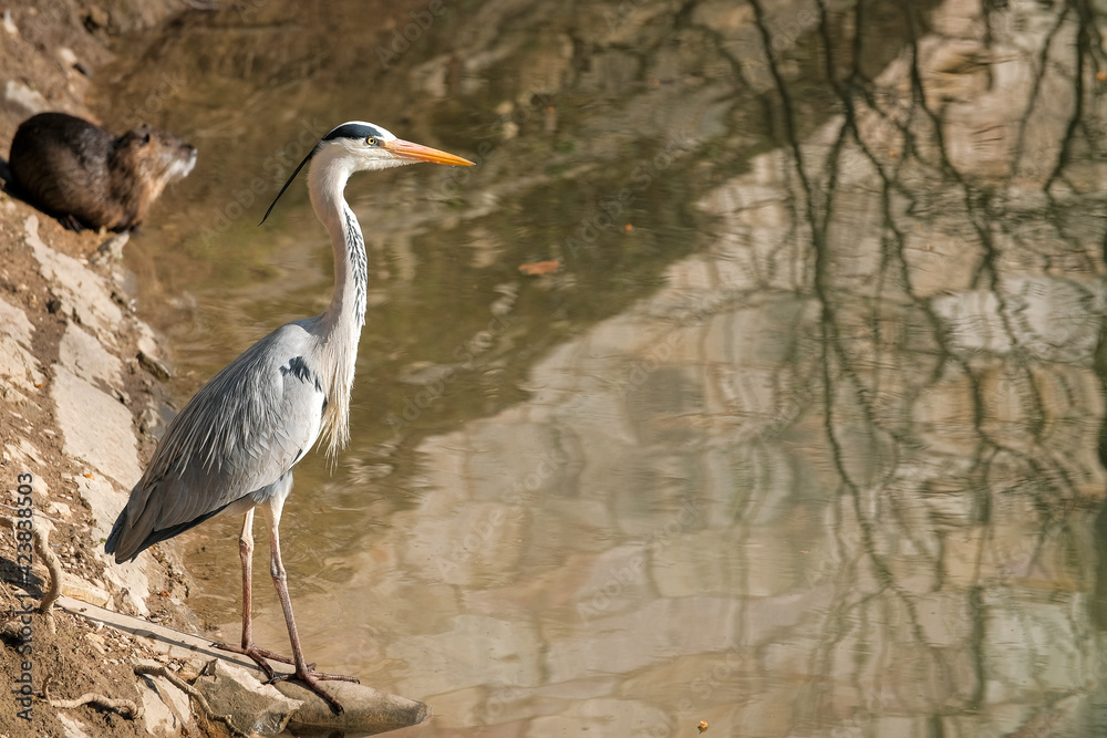 Fototapeta premium Héron cendré dans la rivière