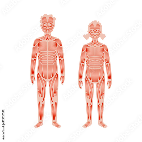 Human muscular system