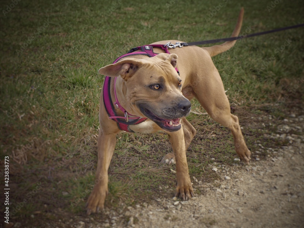 Süßer brauner Pitbull Hund beim Gassi gehen mit Leine und Rosa Halsband