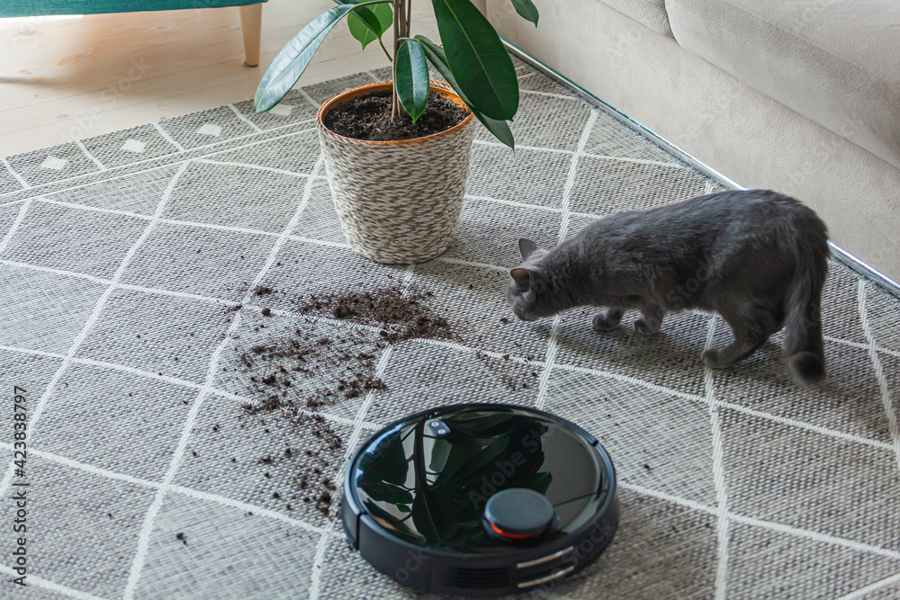 Robot vacuum cleaner cleaning dirty carpet and cat home next to plant  Stock-Foto | Adobe Stock