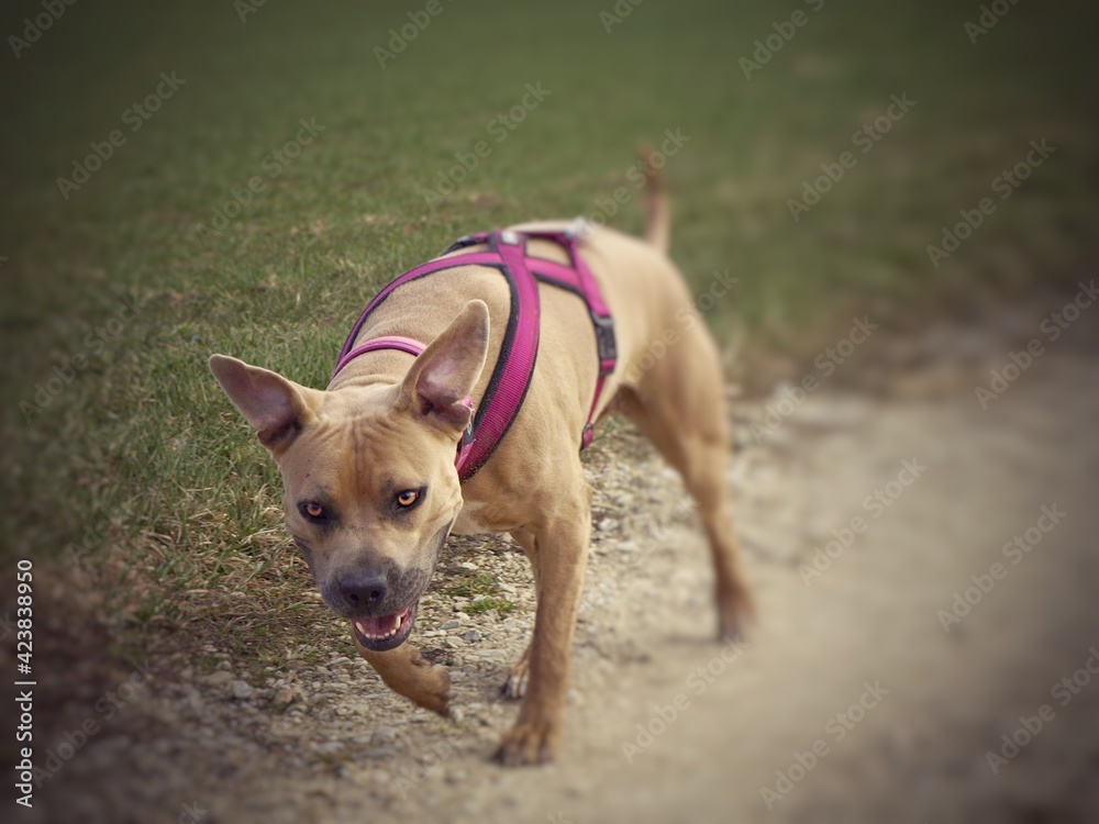 Süßer brauner Pitbull Hund beim Gassi gehen ohne Leine und Rosa Halsband