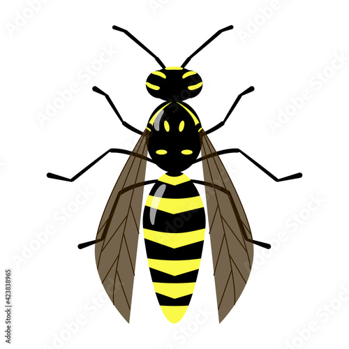 Isolated vector wasp on the white background. Bee character. Yellow and black stinging insect colorful illustration