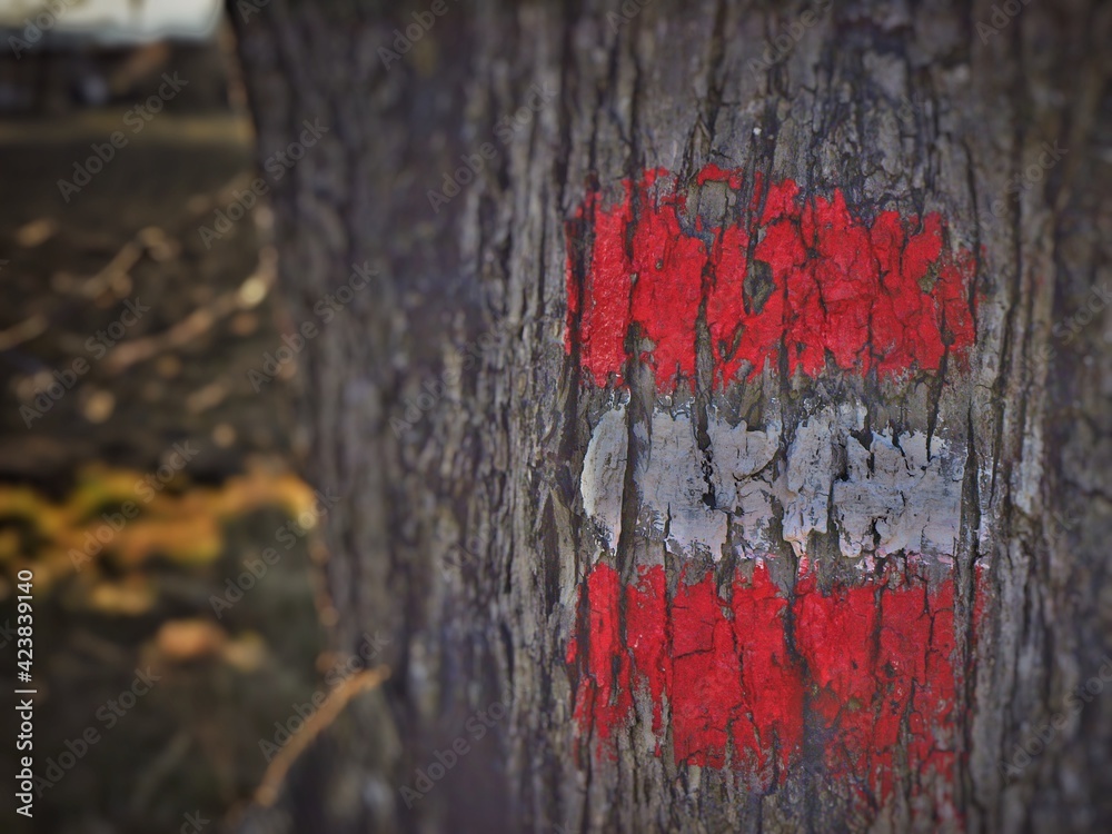 Österreich Flagge auf Baum aufgemalt Stock Photo Adobe Stock