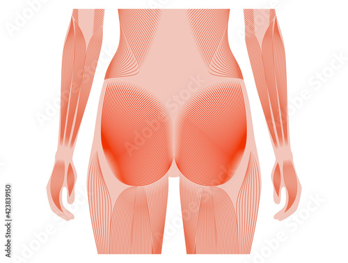 Muscular back concept