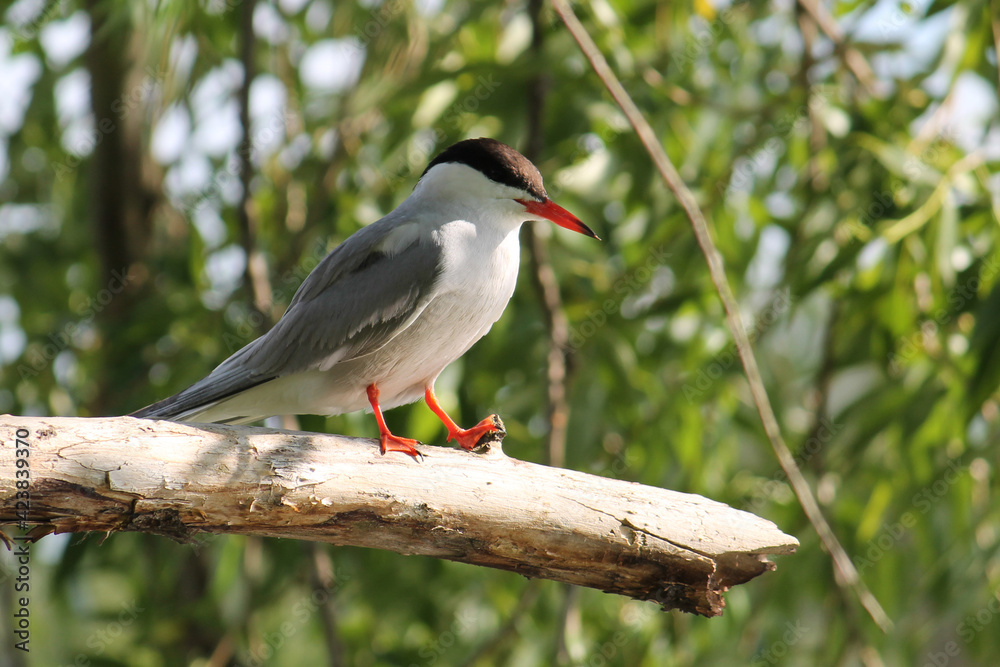 Common tern (Sterna hirundo) sitting on tree branch Common tern (Sterna hirundo) sitting on tree branch