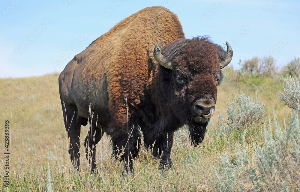 Bison on prairie Bison on prairie