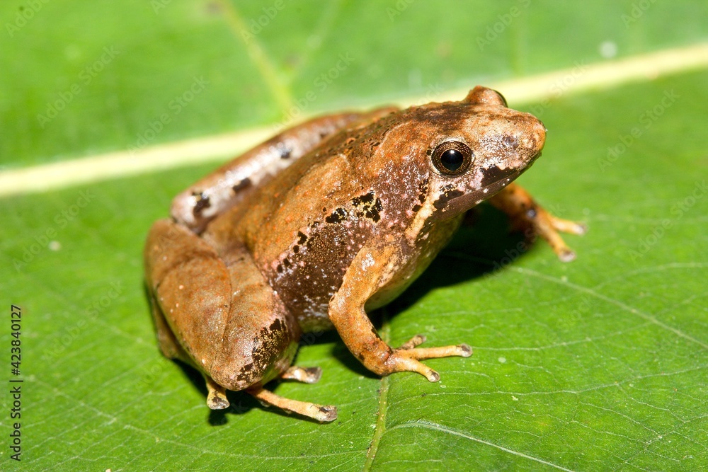 Matang narrow-mouthed frog (Microhyla borneensis) in natural habitat Matang narrow-mouthed frog (Microhyla borneensis) in natural habitat
