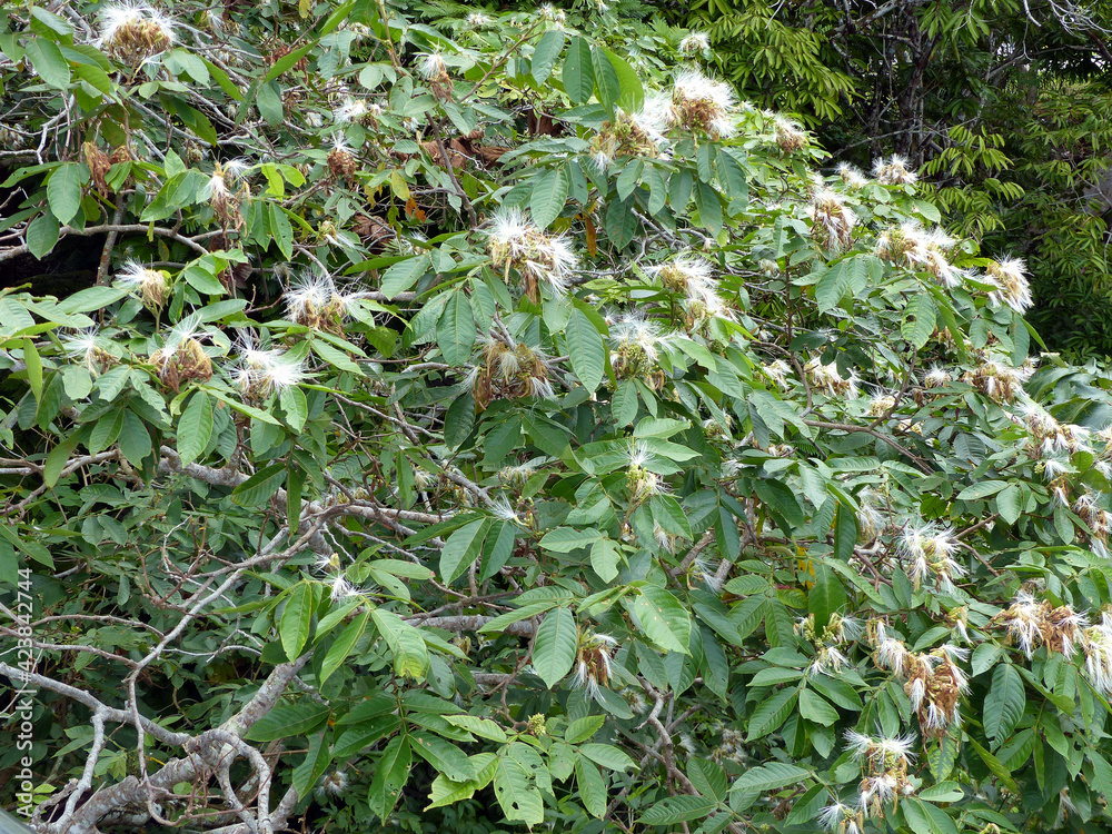 Inga edulis, Fabaceae family, known as ice creambean, joaquiniquil