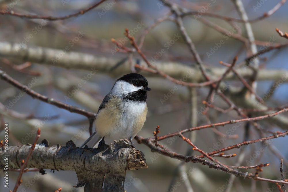 Black-capped Chickadee perched in a cluster of small branches. Black-capped Chickadee perched in a cluster of small branches.