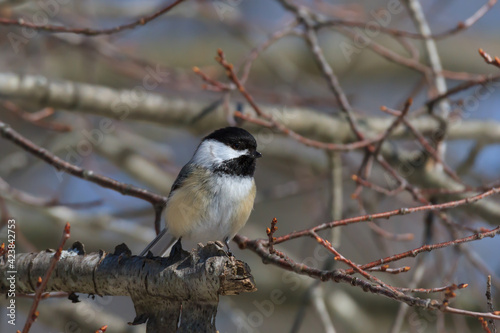 Black-capped Chickadee perched in a cluster of small branches. 